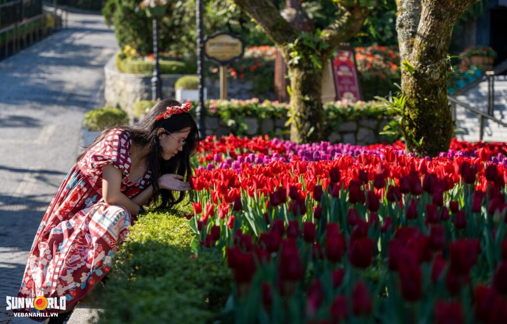 Thiếu nữ ngắm nhìn vườn hoa tulip đầy sắc xuân tại Bà Nà Hills.